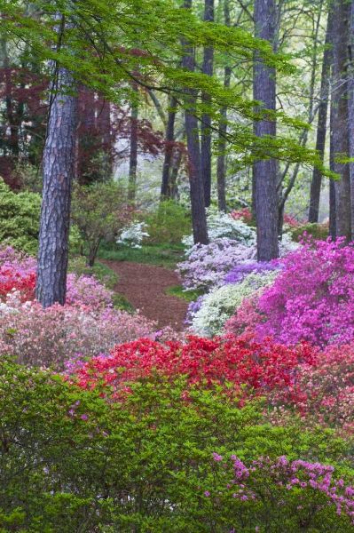 USA, Georgia Azalea in full bloom along a path